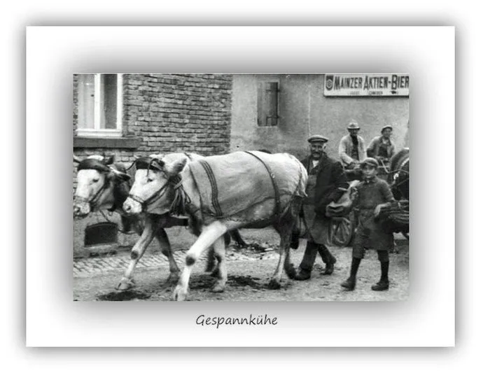 Gespannkühe