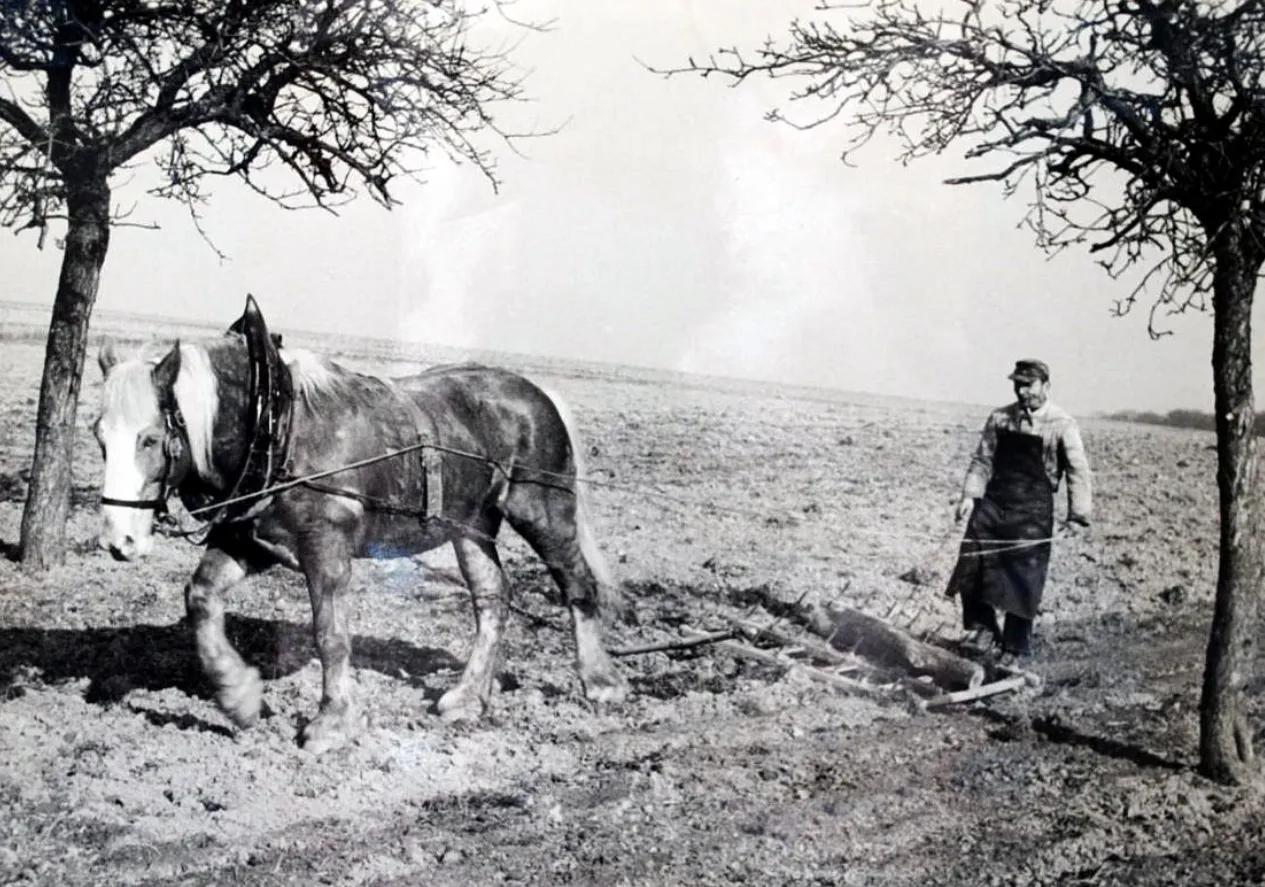 Landarbeit mit Kühen und Pferd